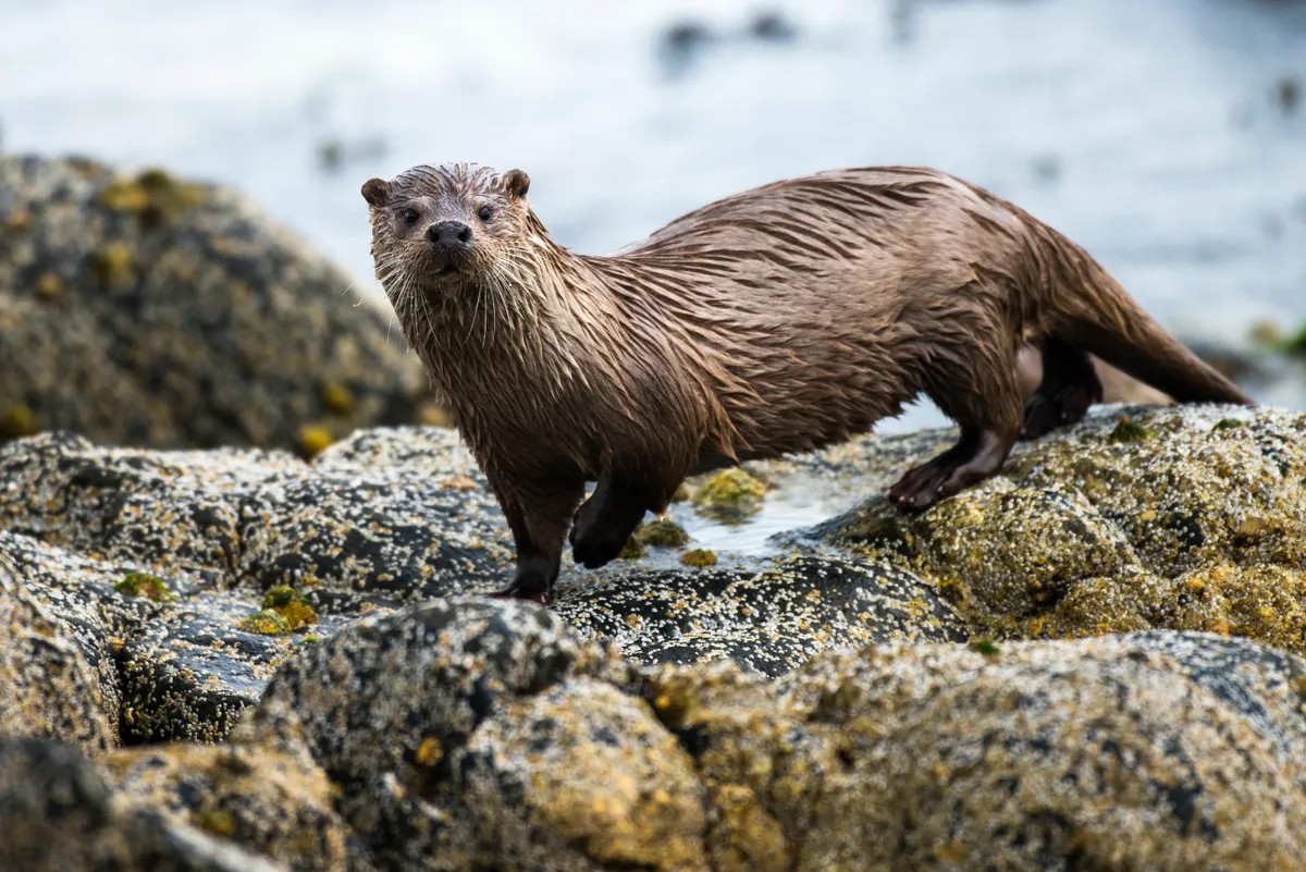 European otter (Lutra lutra) on the coast in the Shetland Islands