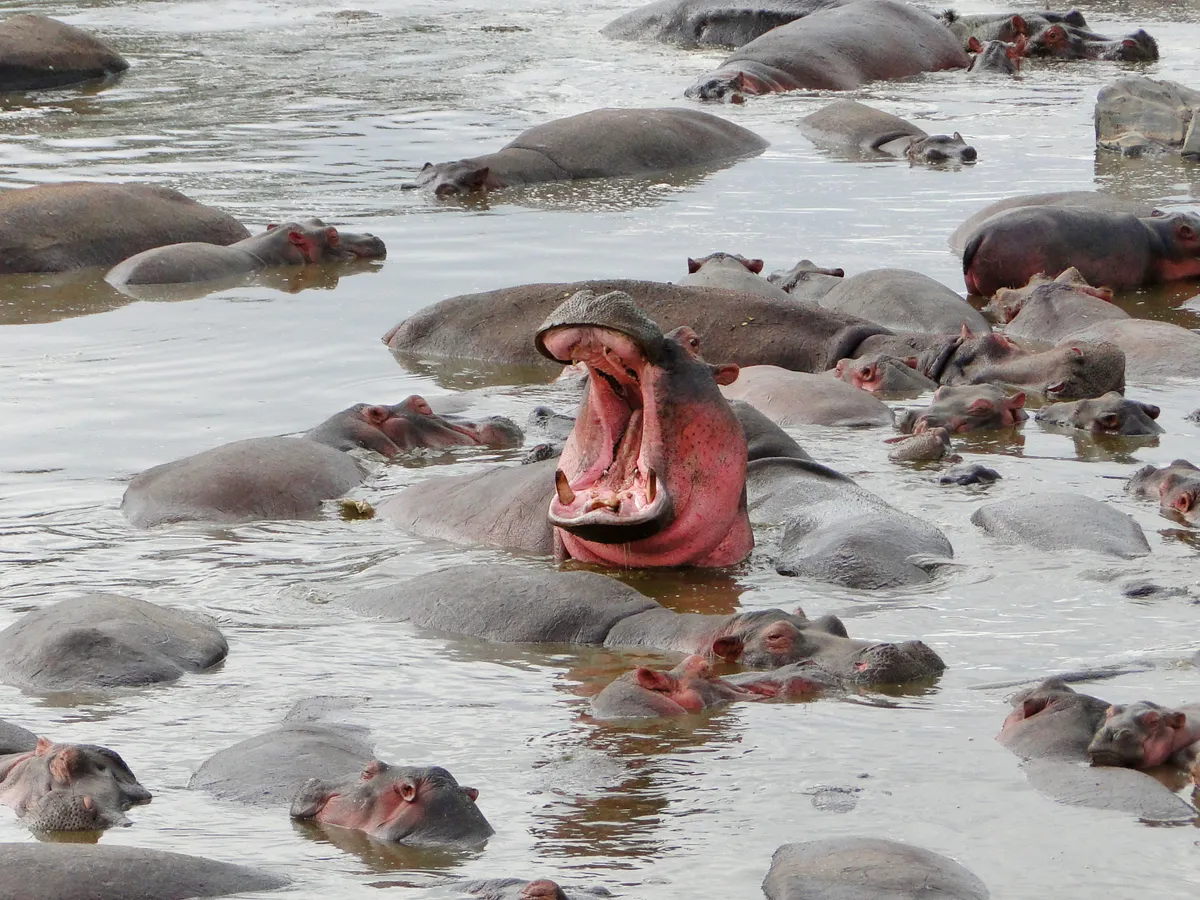 A herd of hippos in water/Credit: Getty Images