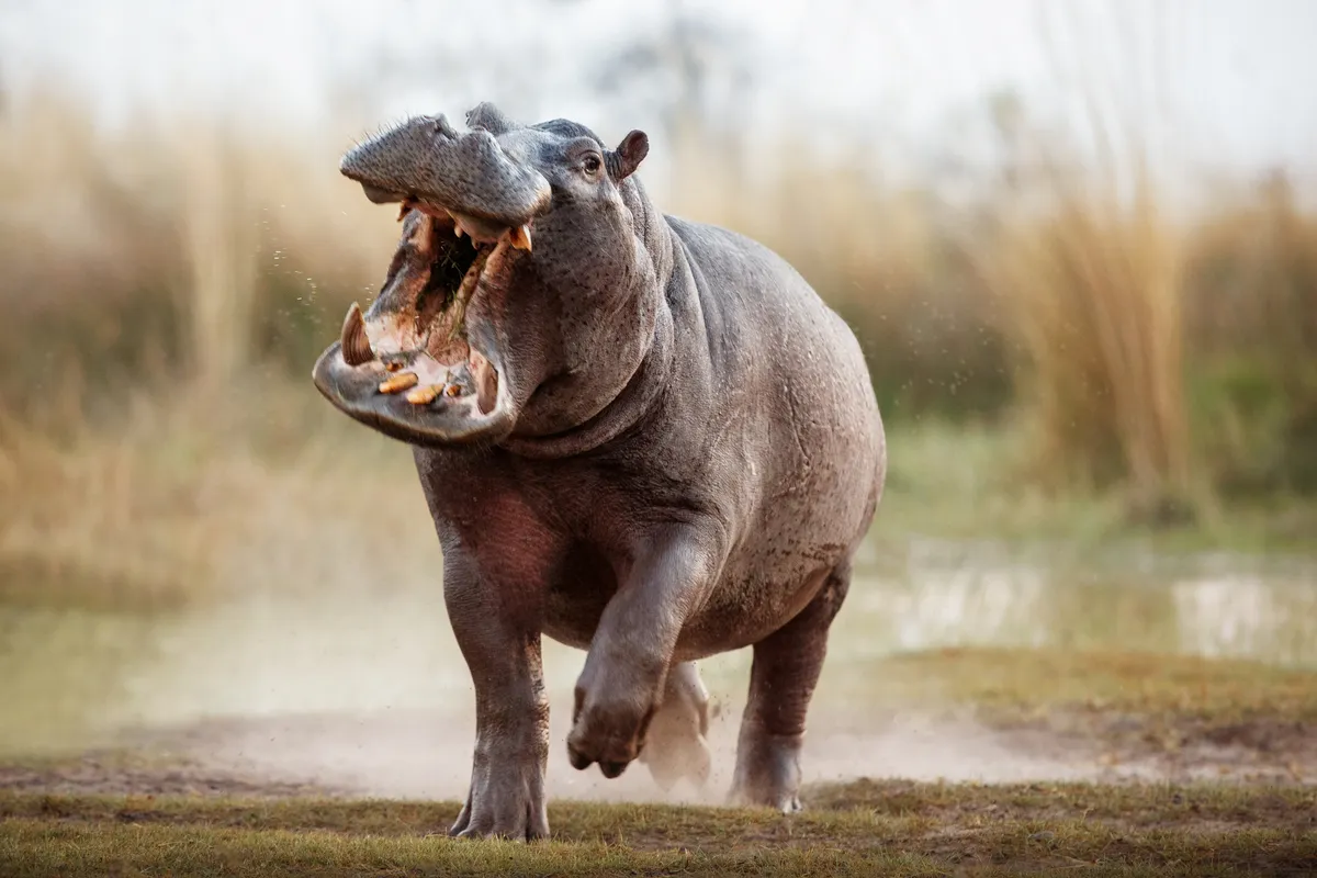 Aggressive hippo male running in attack/Credit: Getty Images