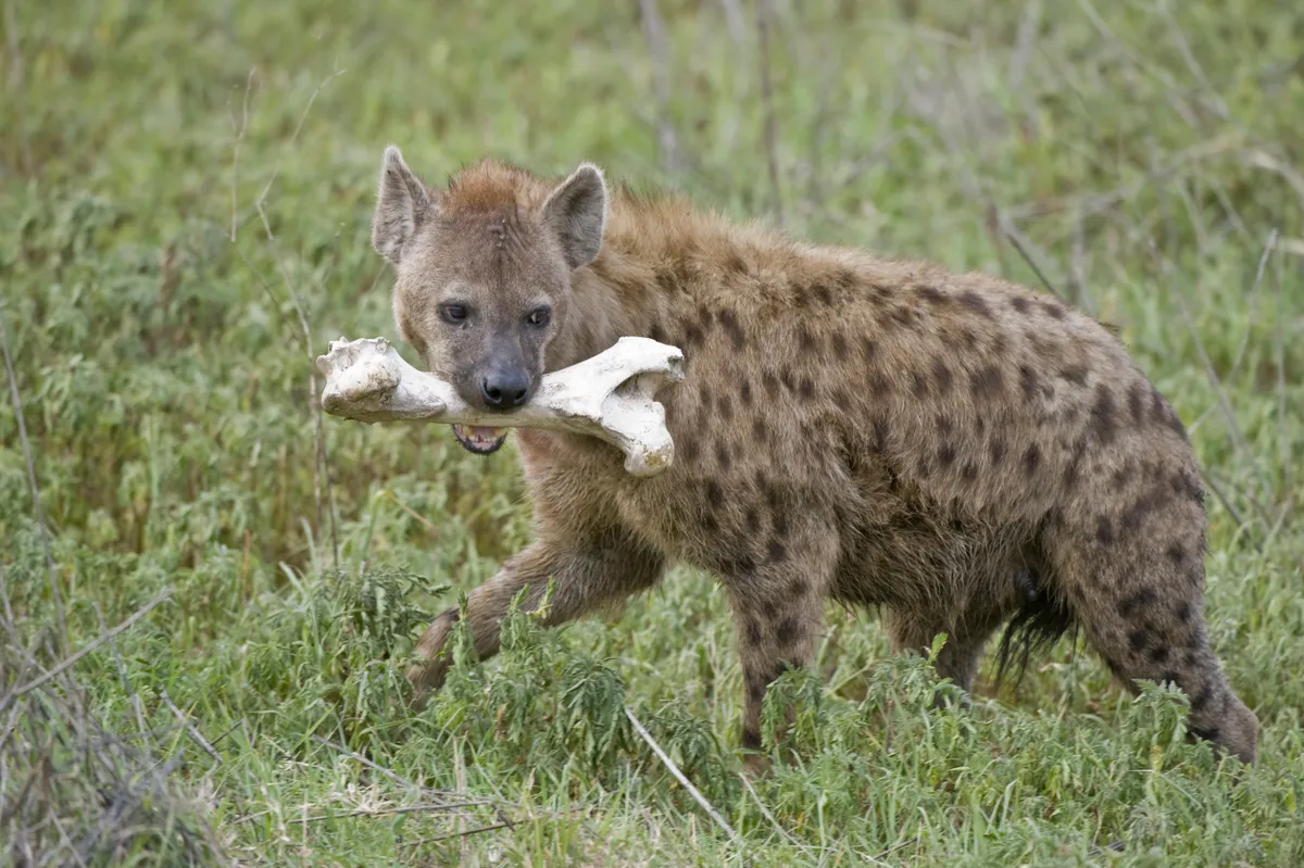 Hyena carrying buffalo bone in its mouth, Tanzania