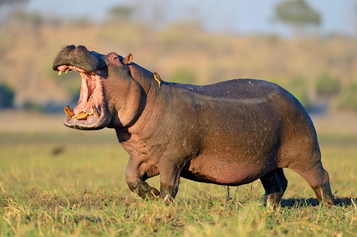 Hippo in Chobe National Park