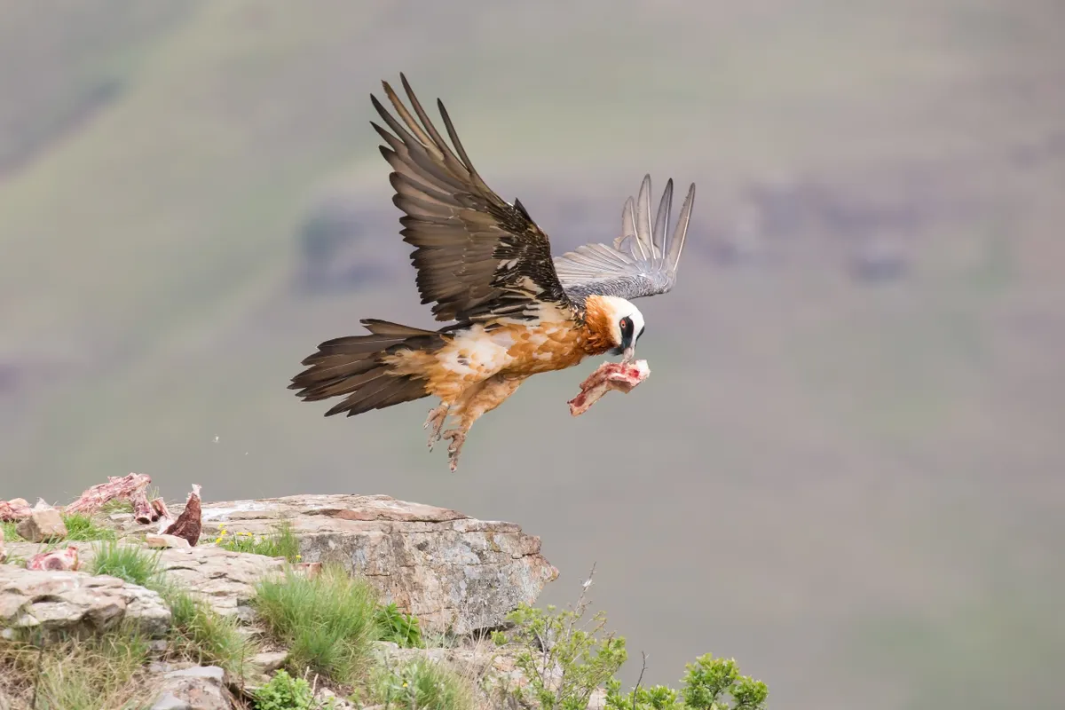 Adult lammergeier taking off with a chunk of bone and meat