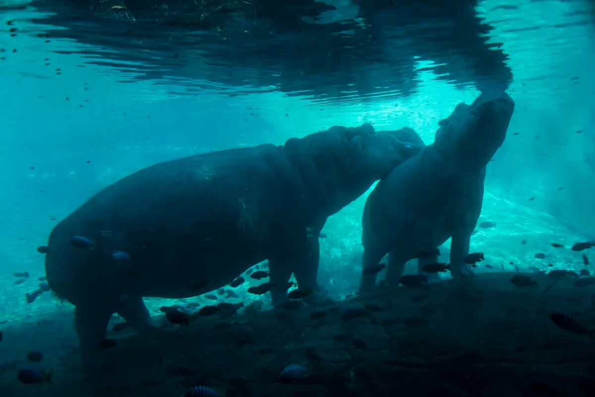 Hippopotamus and calf underwater/Credit: Getty Images
