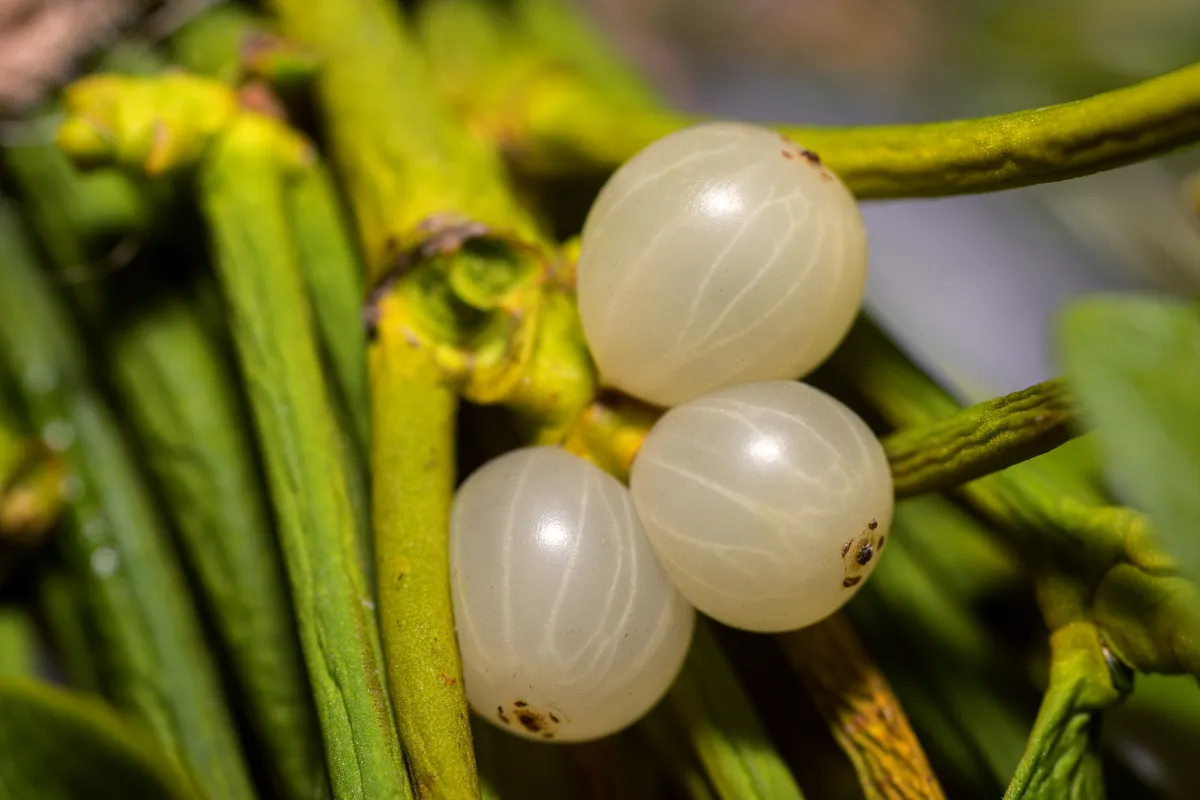Mistletoe berries are found on the female plant. © Runis/Getty