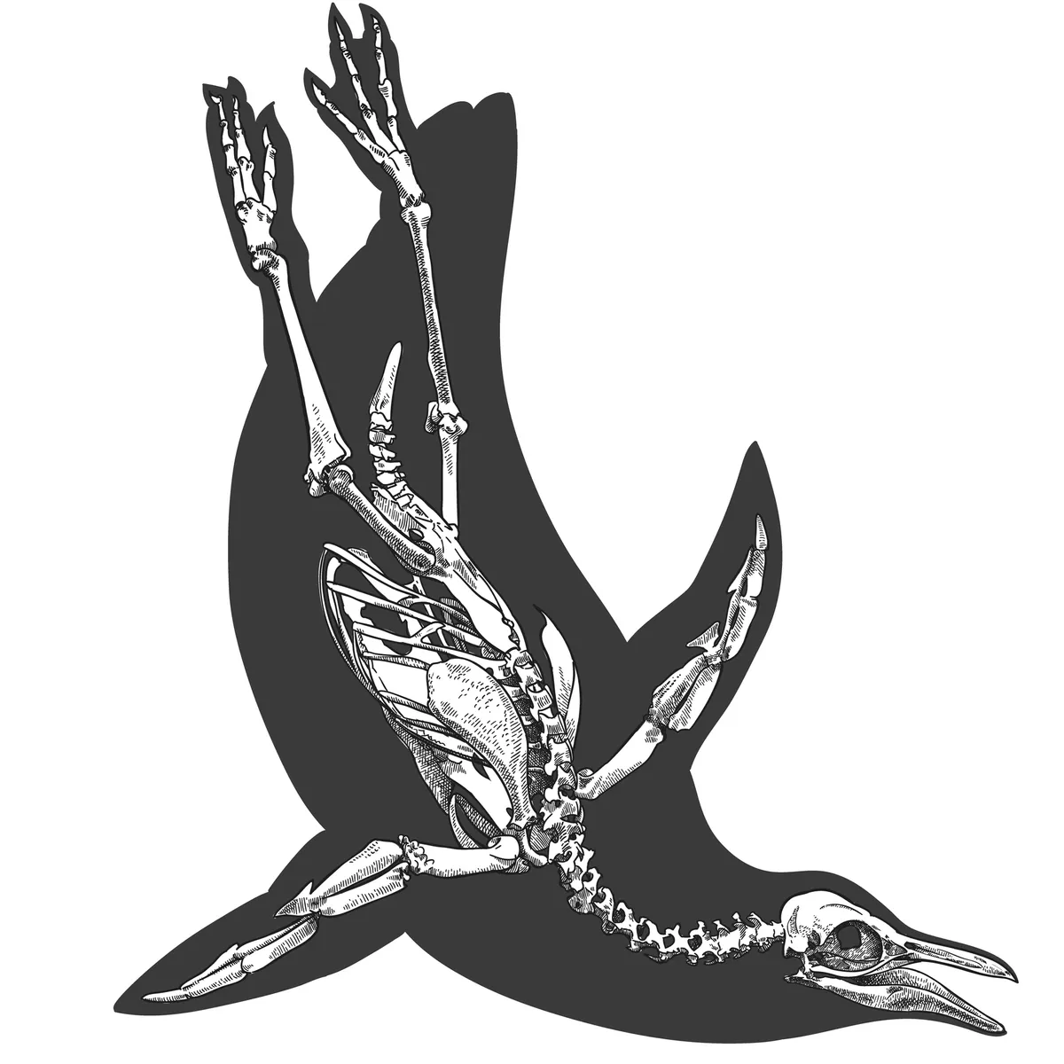 Illustration of a penguin skeleton