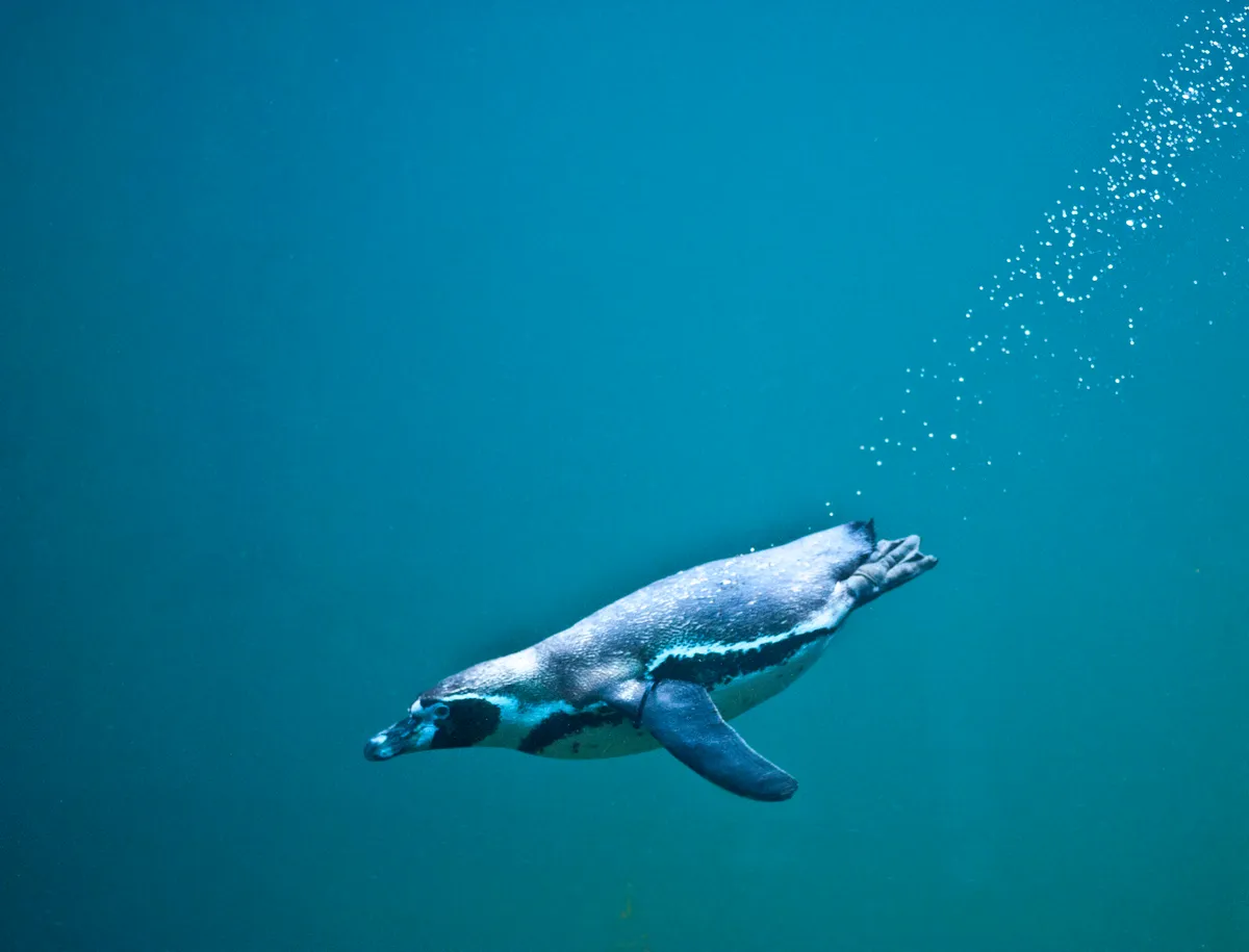 Penguin diving deep in the ocean