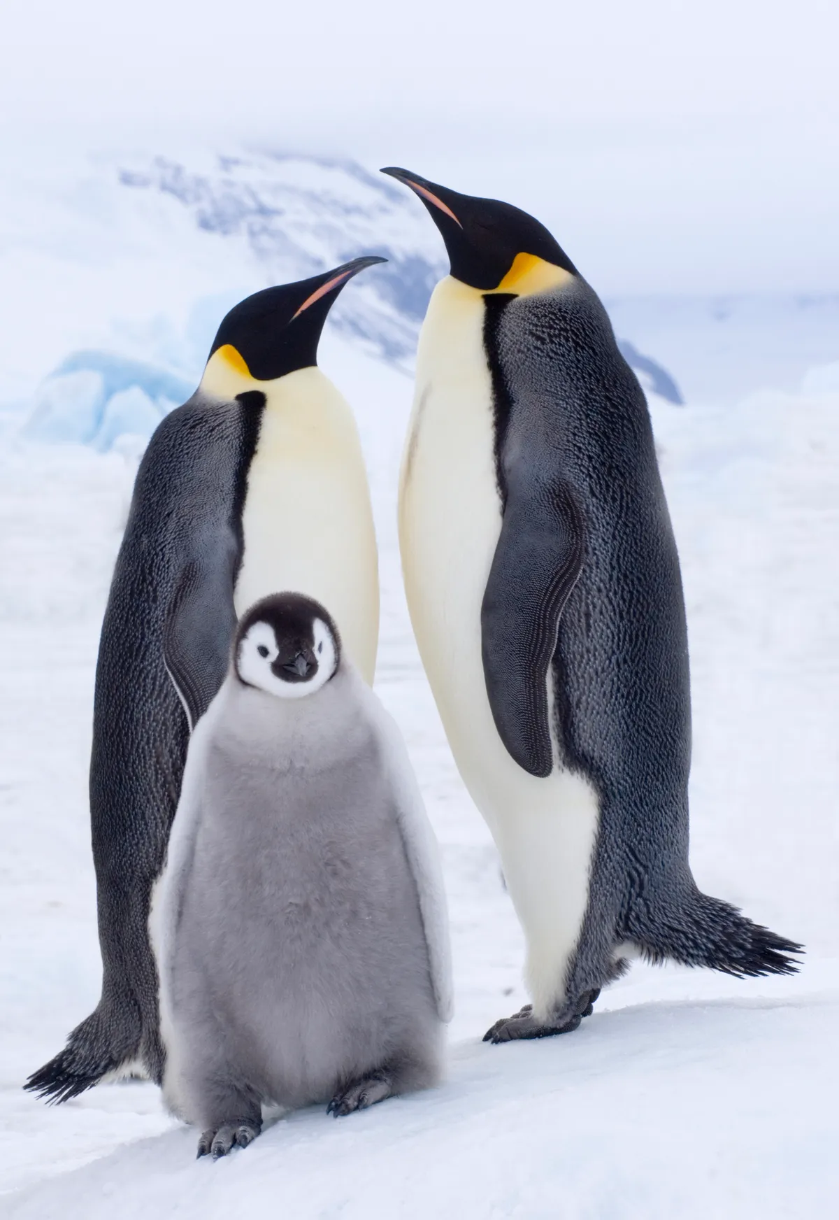 Emperor Penguins (Aptenodytes forsteri) with chick on ice on Snow Hill Island, Antarctica
