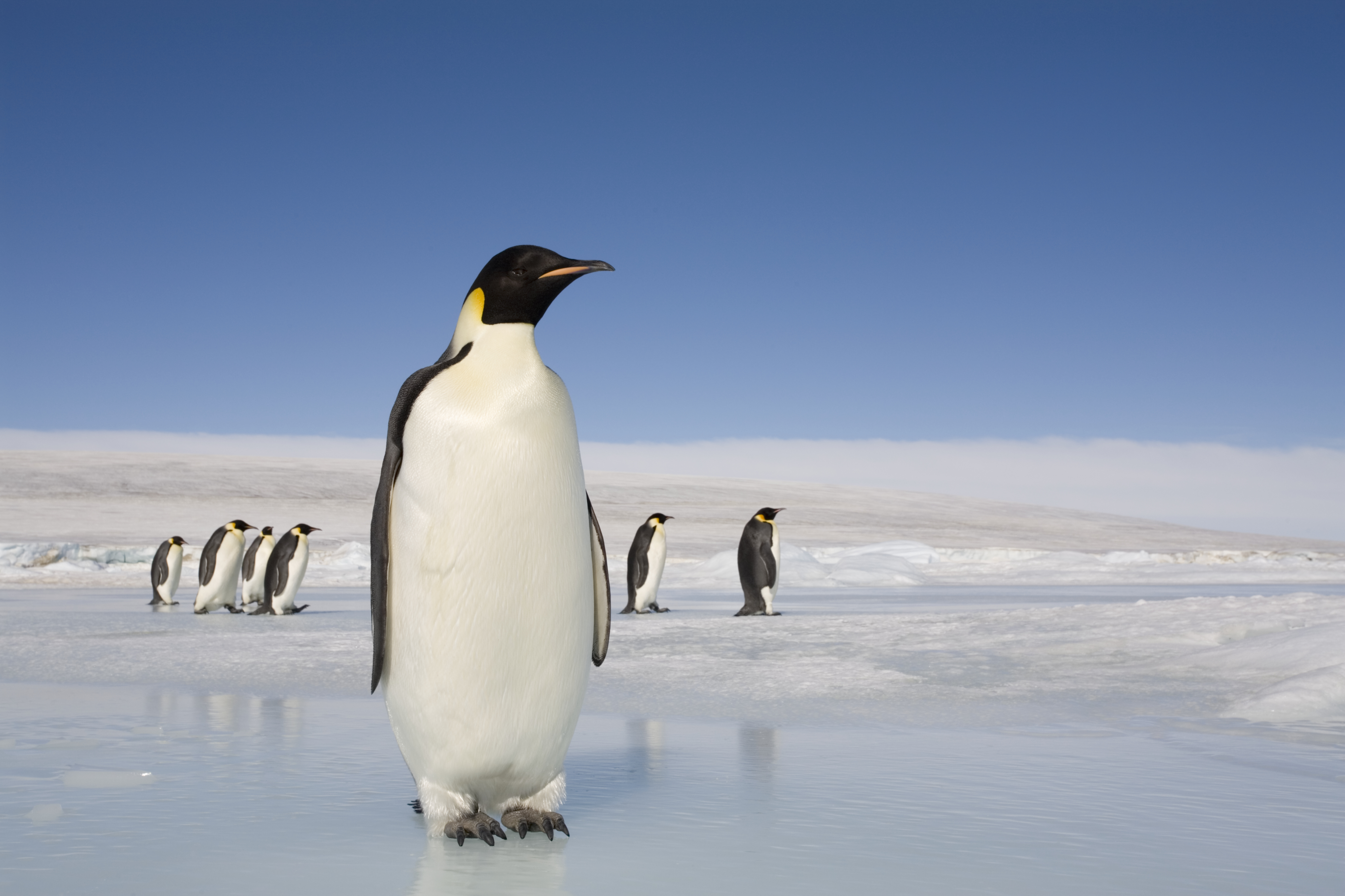 emperor penguin habitat pictures