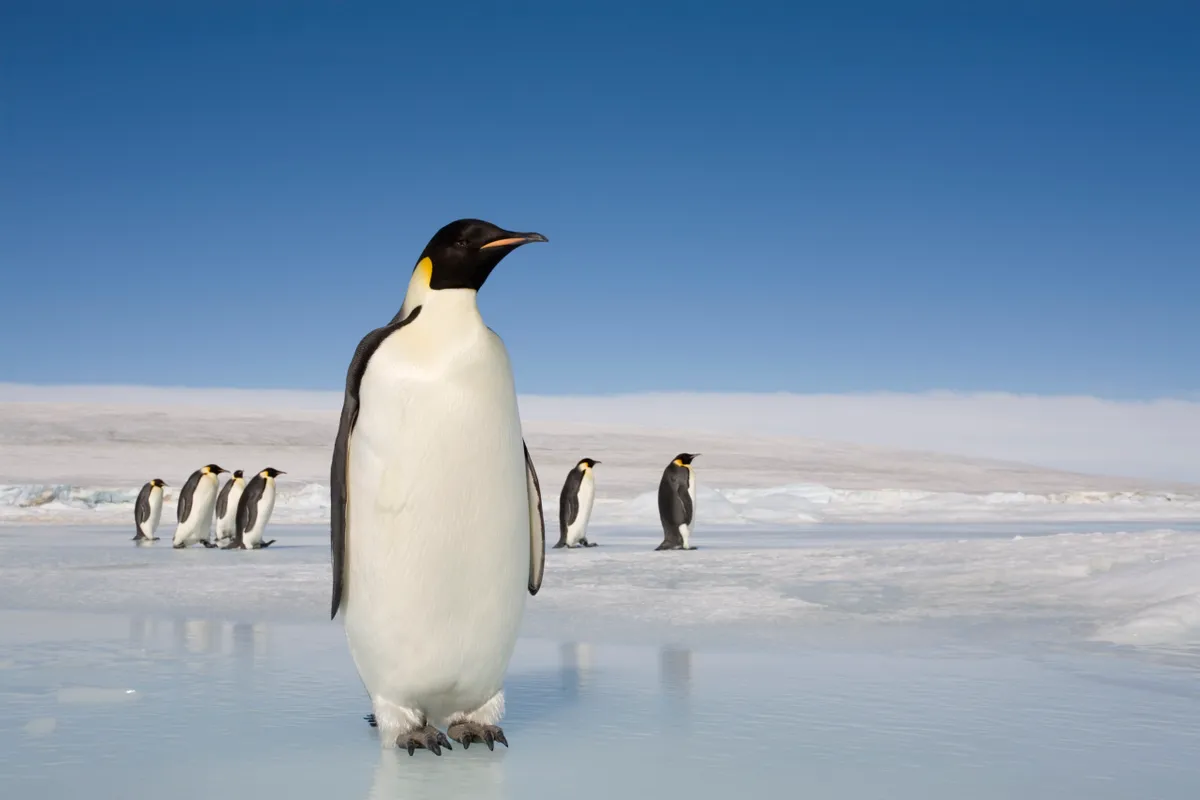 Emperor penguins on ice on Snow Hill Island, Antarctica. © Paul Souders/Getty