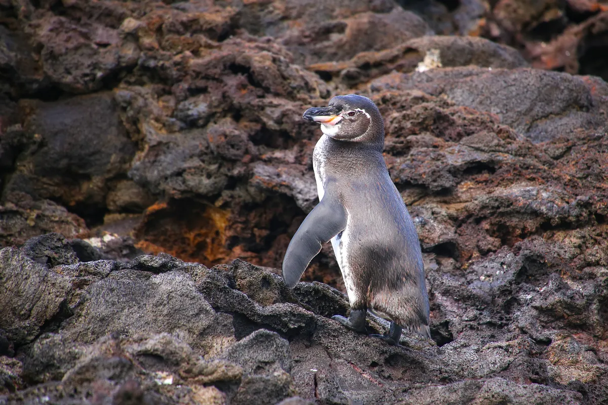 The Galápagos penguin is the only penguin that lives north of the equator in the wild. © Donyanedomam/Getty