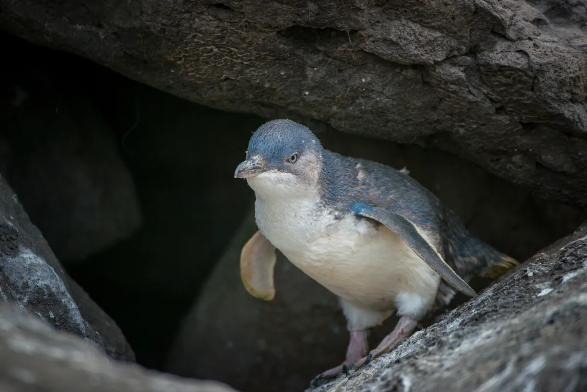 The blue penguin is the smallest extant penguin species. © Boy Anupong/Getty
