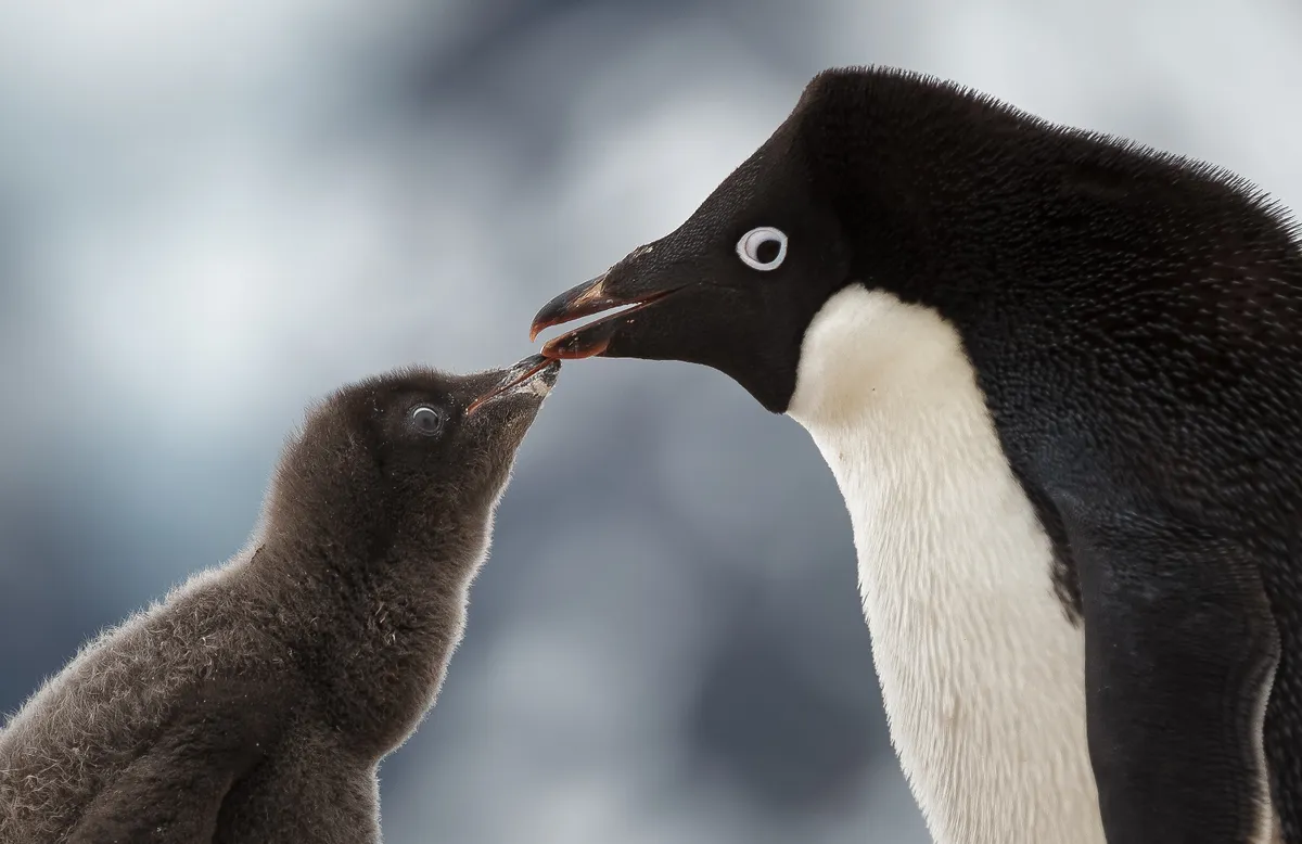An adelie penguin going beak to beak with its young chick in Antarctica