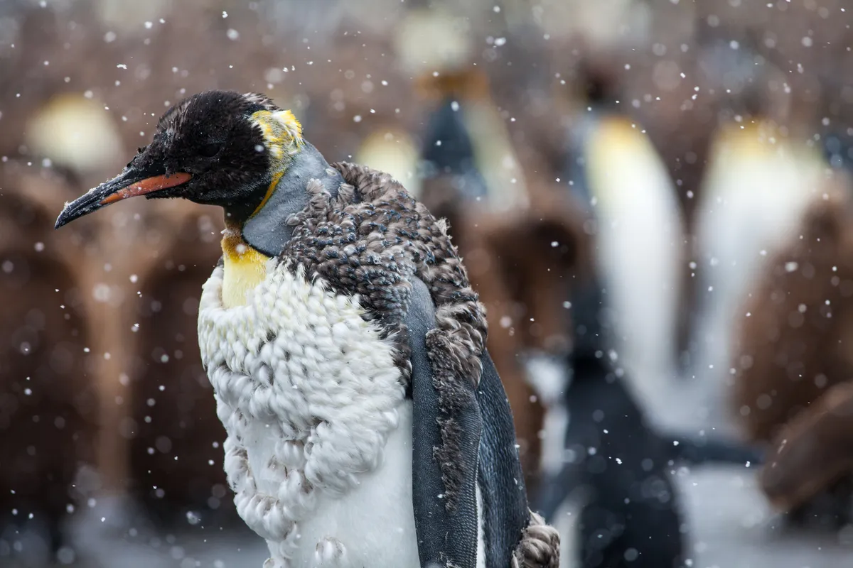 Adult king penguin moulting on a snowy day on South Georgia Island