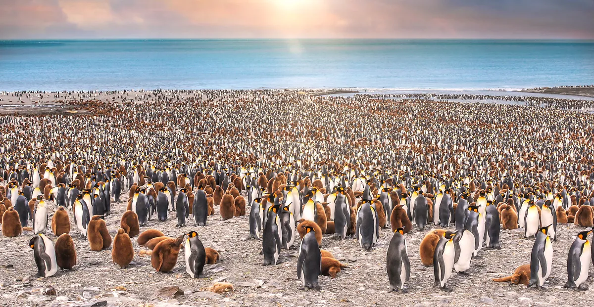 Thousands of adult and juvenile king penguins standing together on beach of St. Andrew's Bay, South Georgia Island, with the sun setting over the sea behind