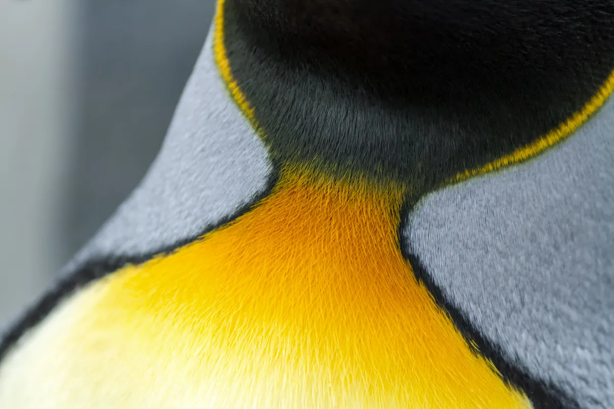 A close-up image of the colorful orange and yellow neck feathers of a king penguin