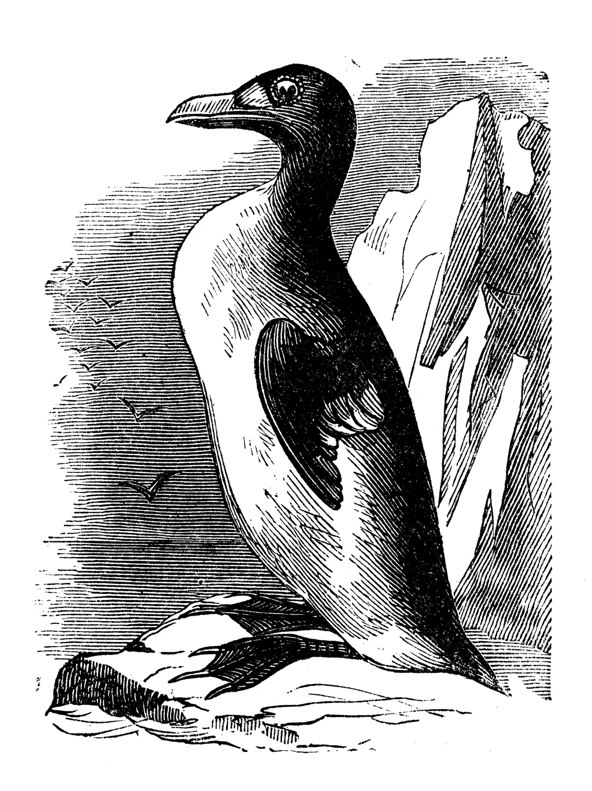 An engraving of a great auk. © Getty