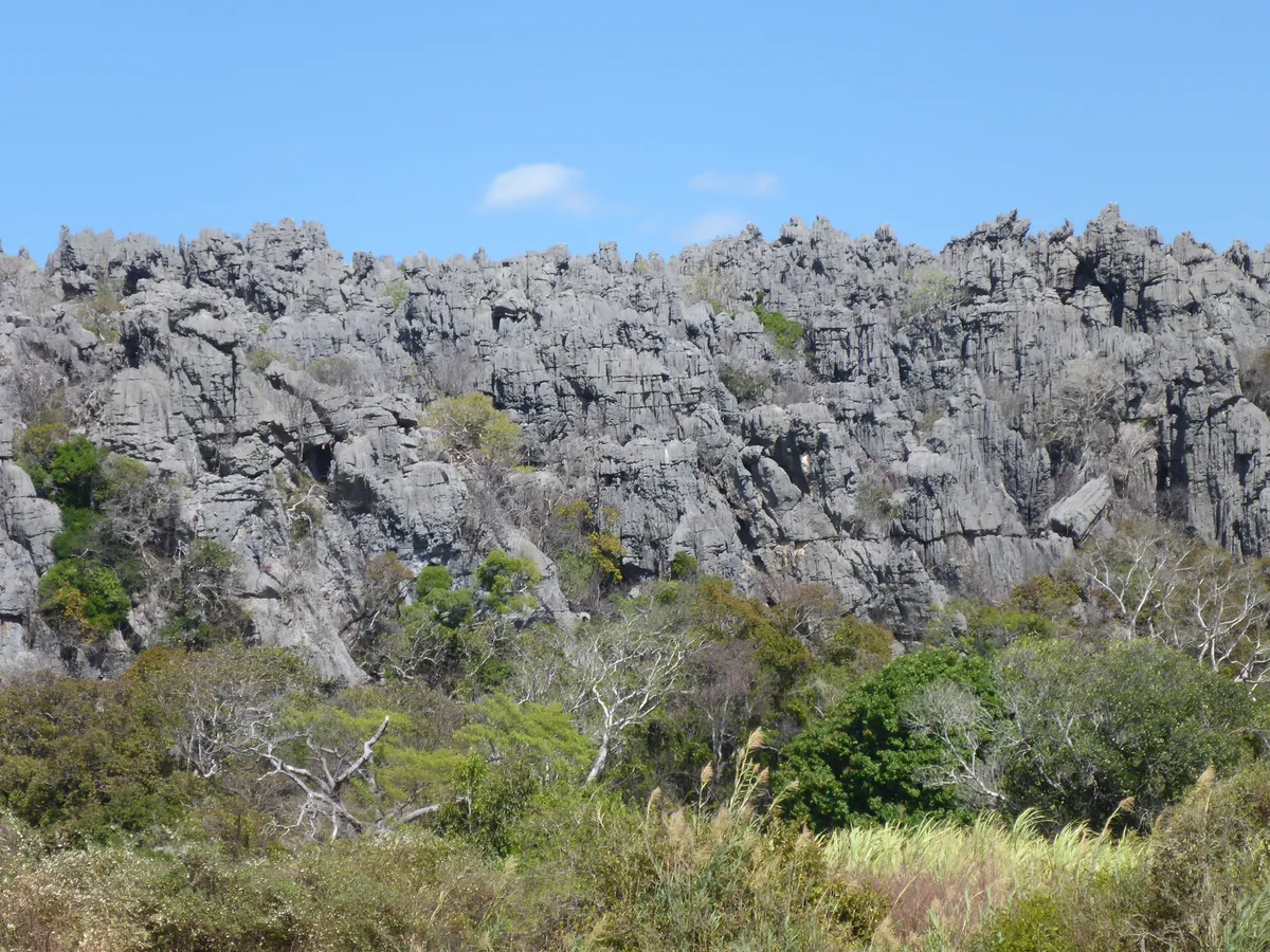 G. megalepis inhabits limestone formations in Madagascar. © Frank Glaw