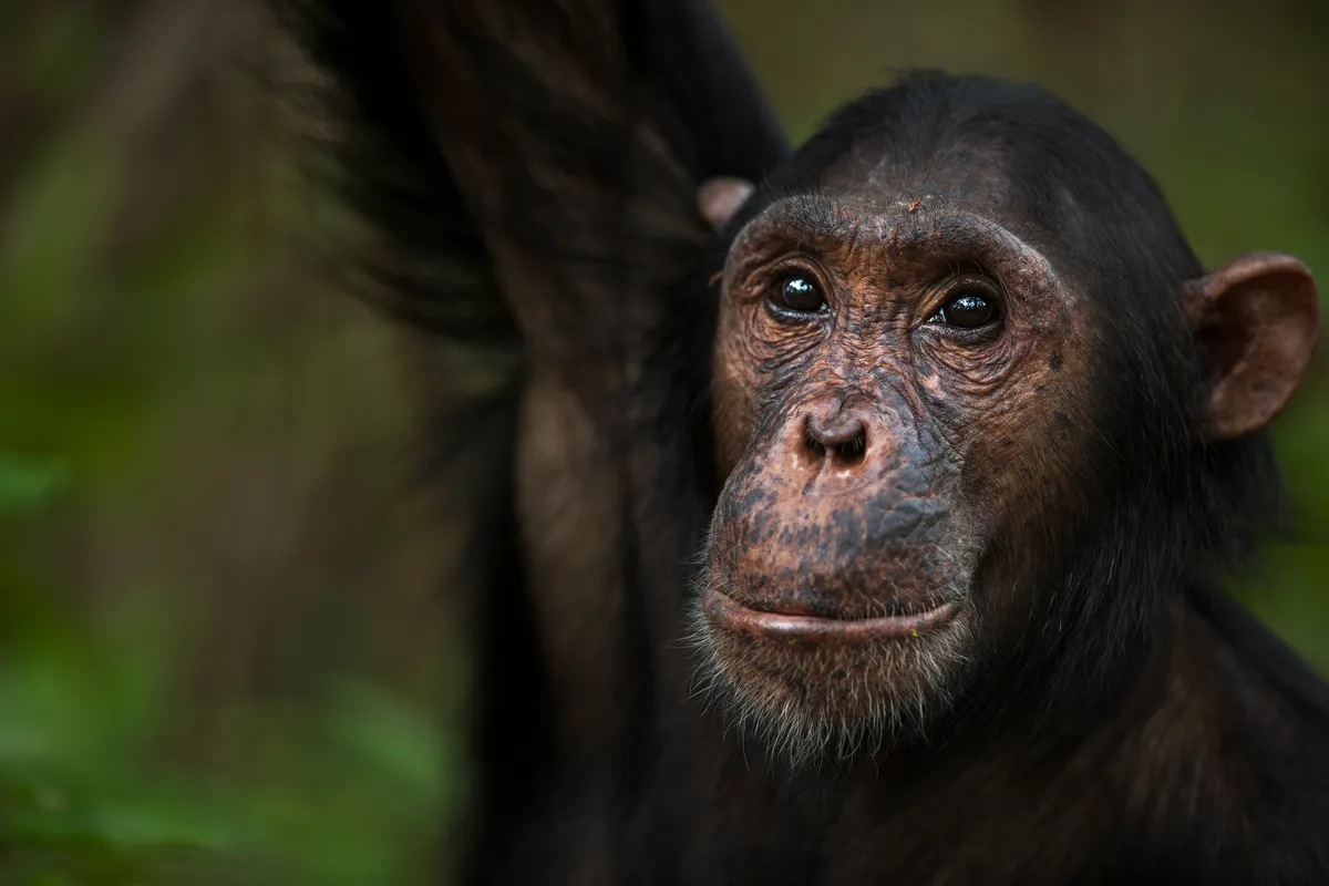 Adolescent male chimpanzee named 'Fundi' aged 13 in Gombe National Park