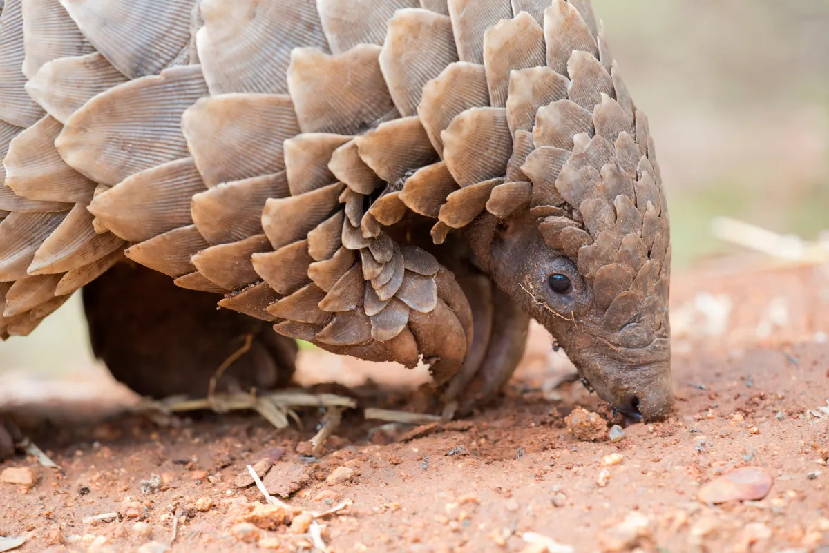 Cape pangolin or ground pangolin (Manis temminckii) foraging during the day in Zimbabwe