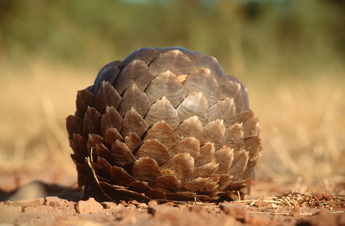 Tree pangolin rolled into a defensive ball in Matusadona National Park, Zimbabwe. © Daryl Balfour/Getty