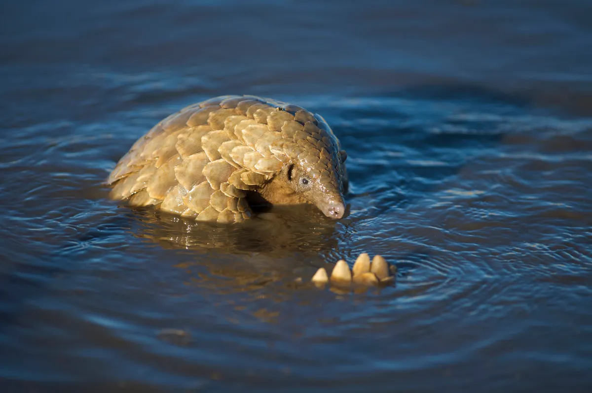 Ground pangolin sitting in the water in Namibia