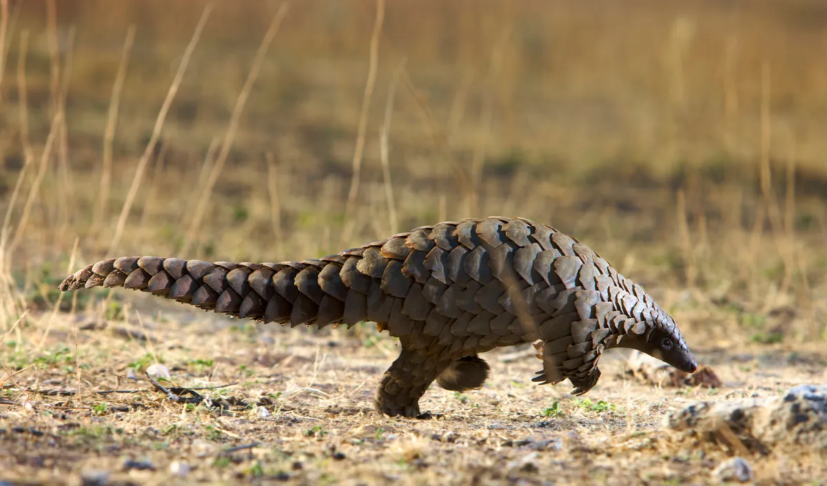 Ground pangolin walking with its front feet held in the air in Namibia