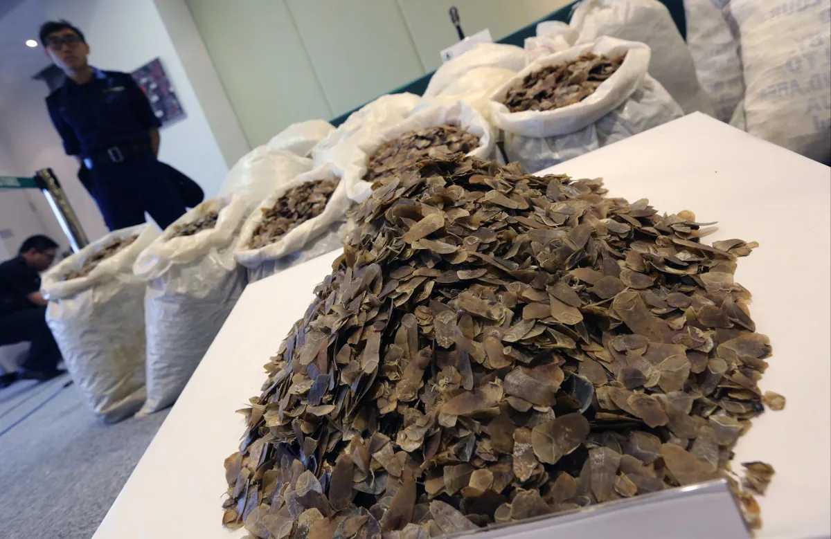 Hong Kong Customs detected and seized about 2,340 kilograms of pangolin scales in 2014.