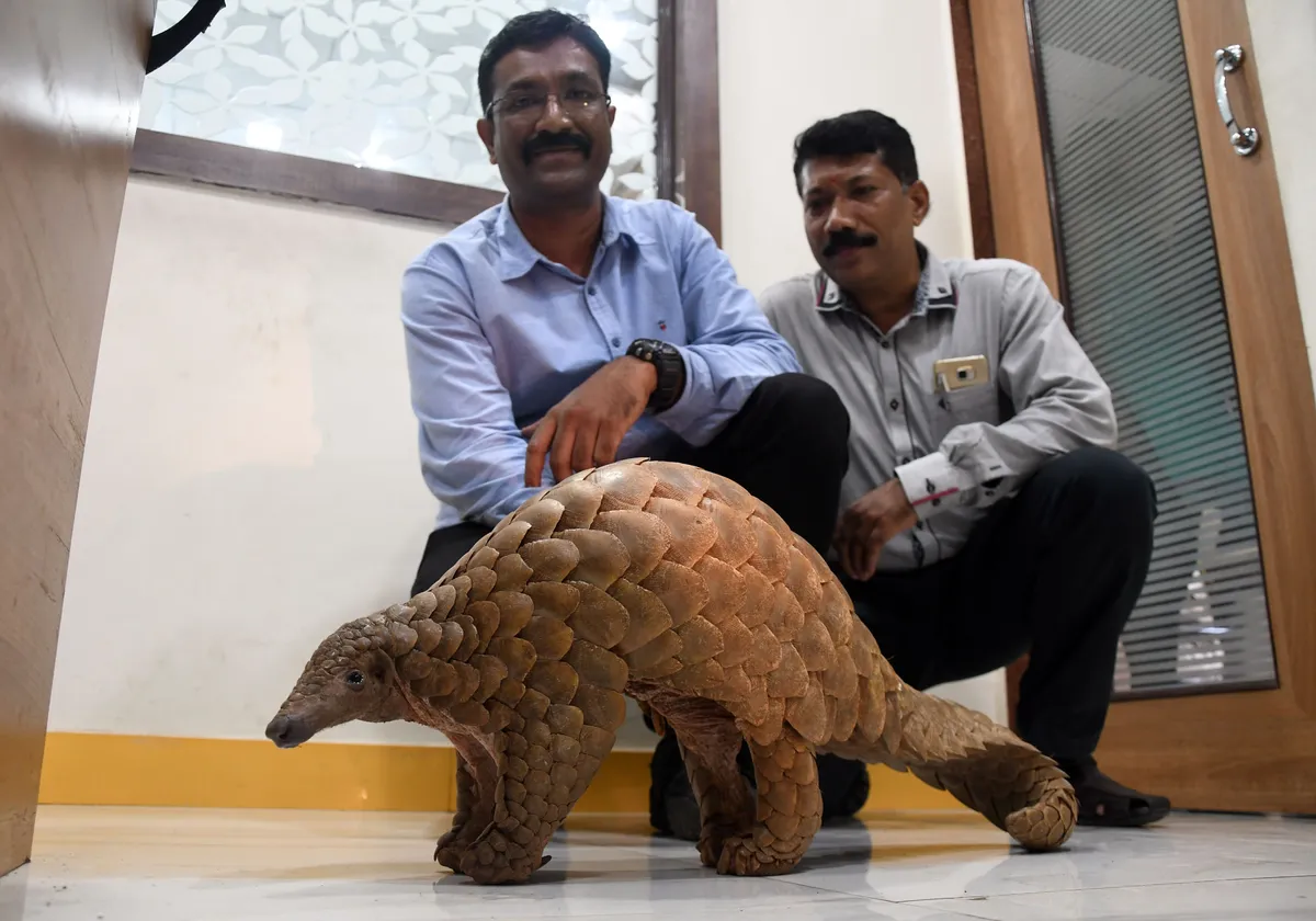 A rescued Indian Pangolin with police.