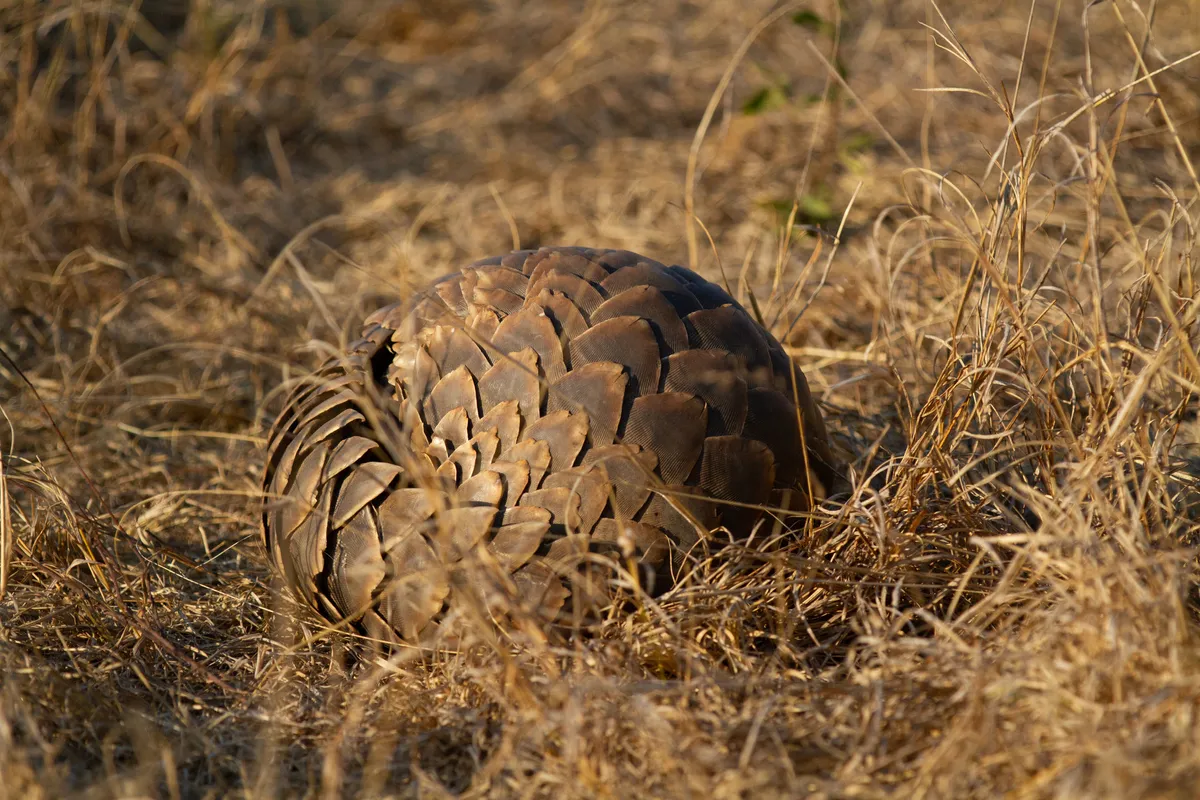 A Cape pangolin curled up.