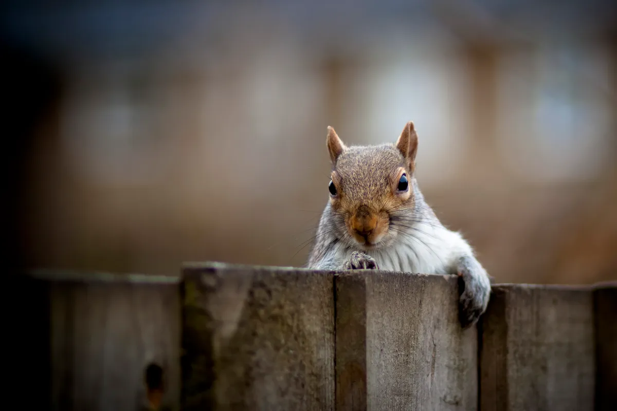 Grey squirrel looking over a fence. © Andrew John Page / Getty