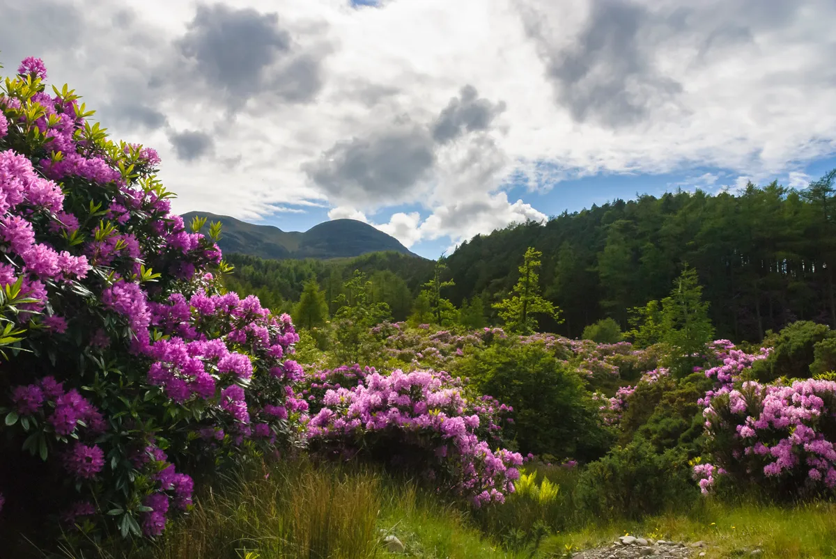 Rhododendrons in the Highlands of Scotland. © Getty