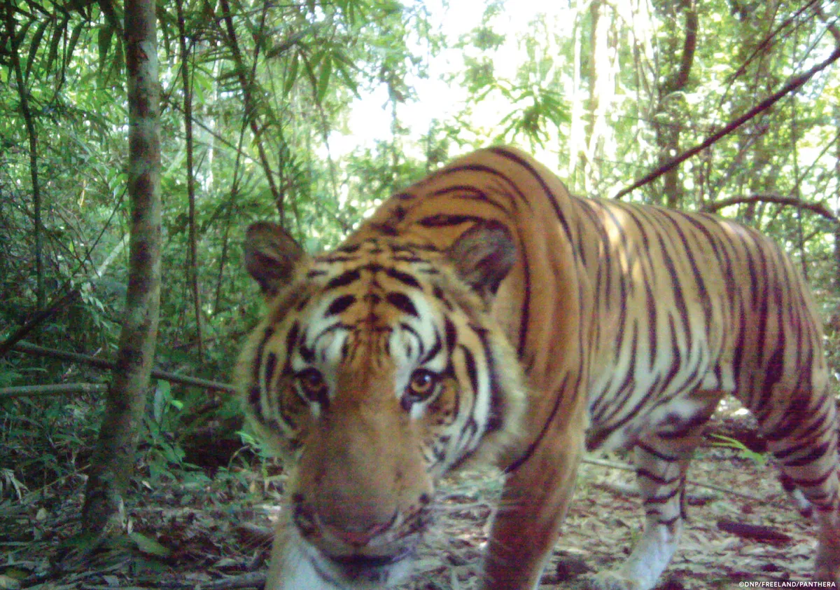 A tiger looks at one of the camera traps. © DNP/Freeland/Panthera