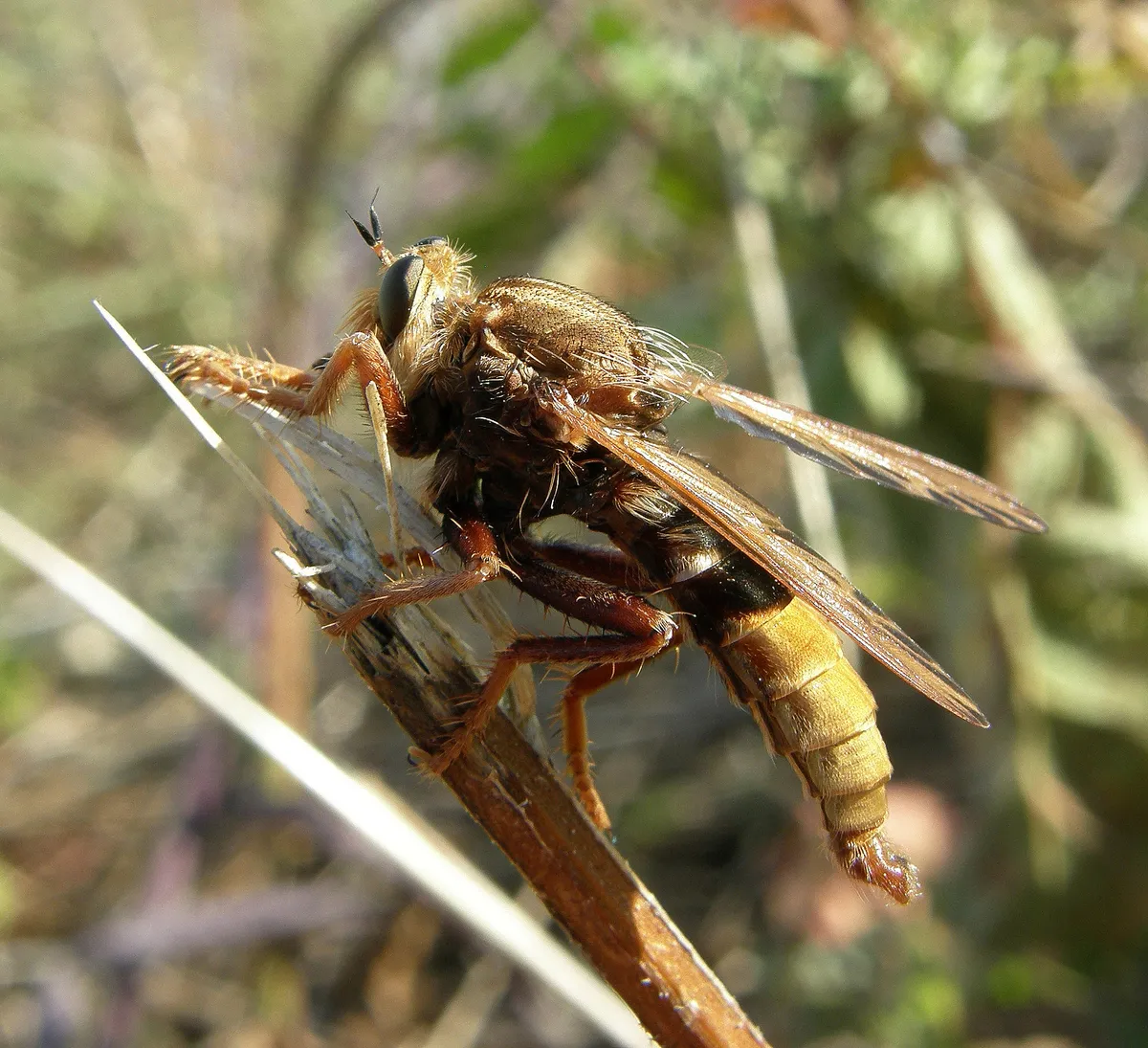 A male hornet robberfly in Sussex. © Steven Falk