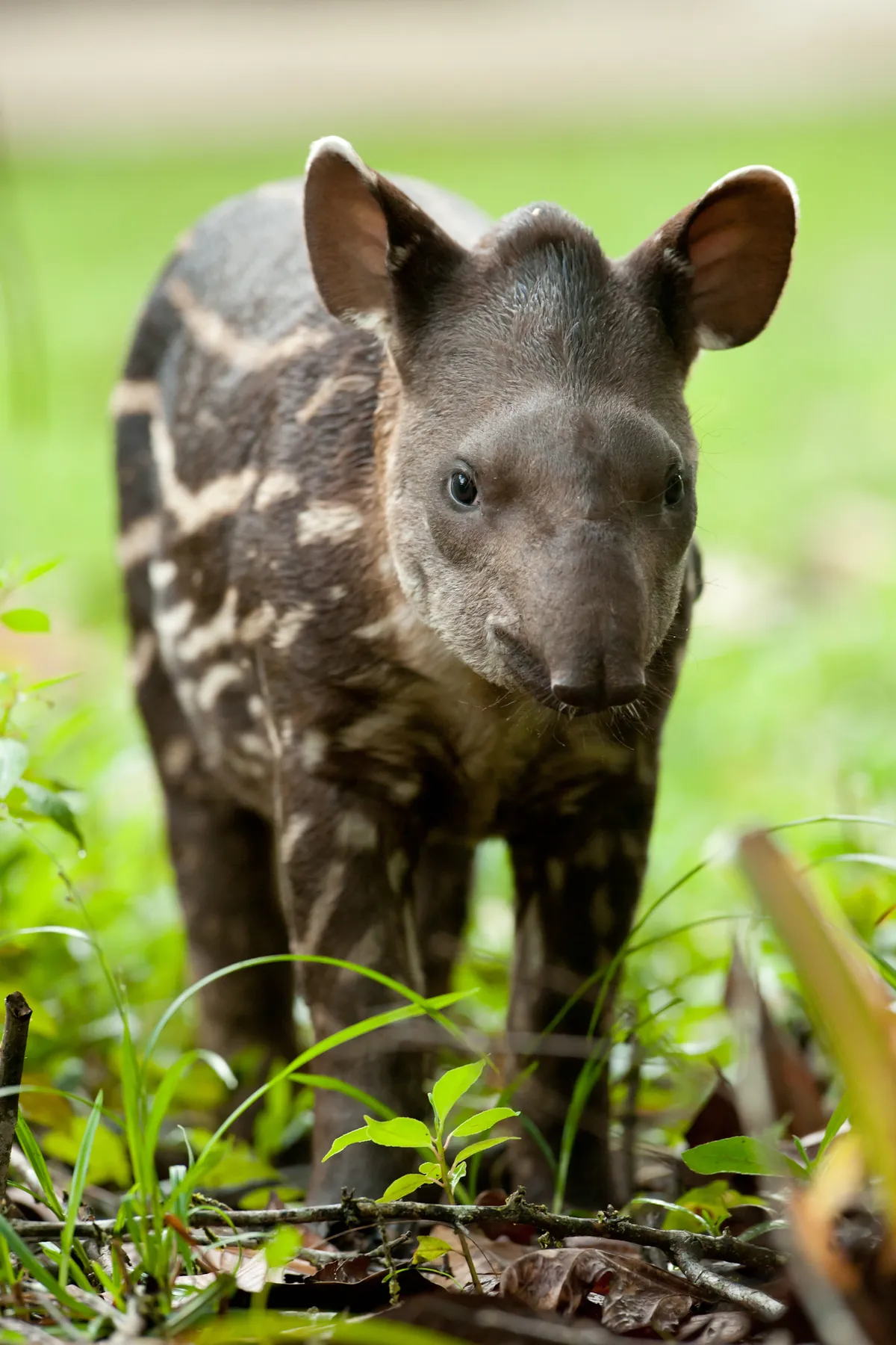 A juvenile lowland tapir in the Ecuadorian Amazon rainforest. © Ben Queenborough/Getty