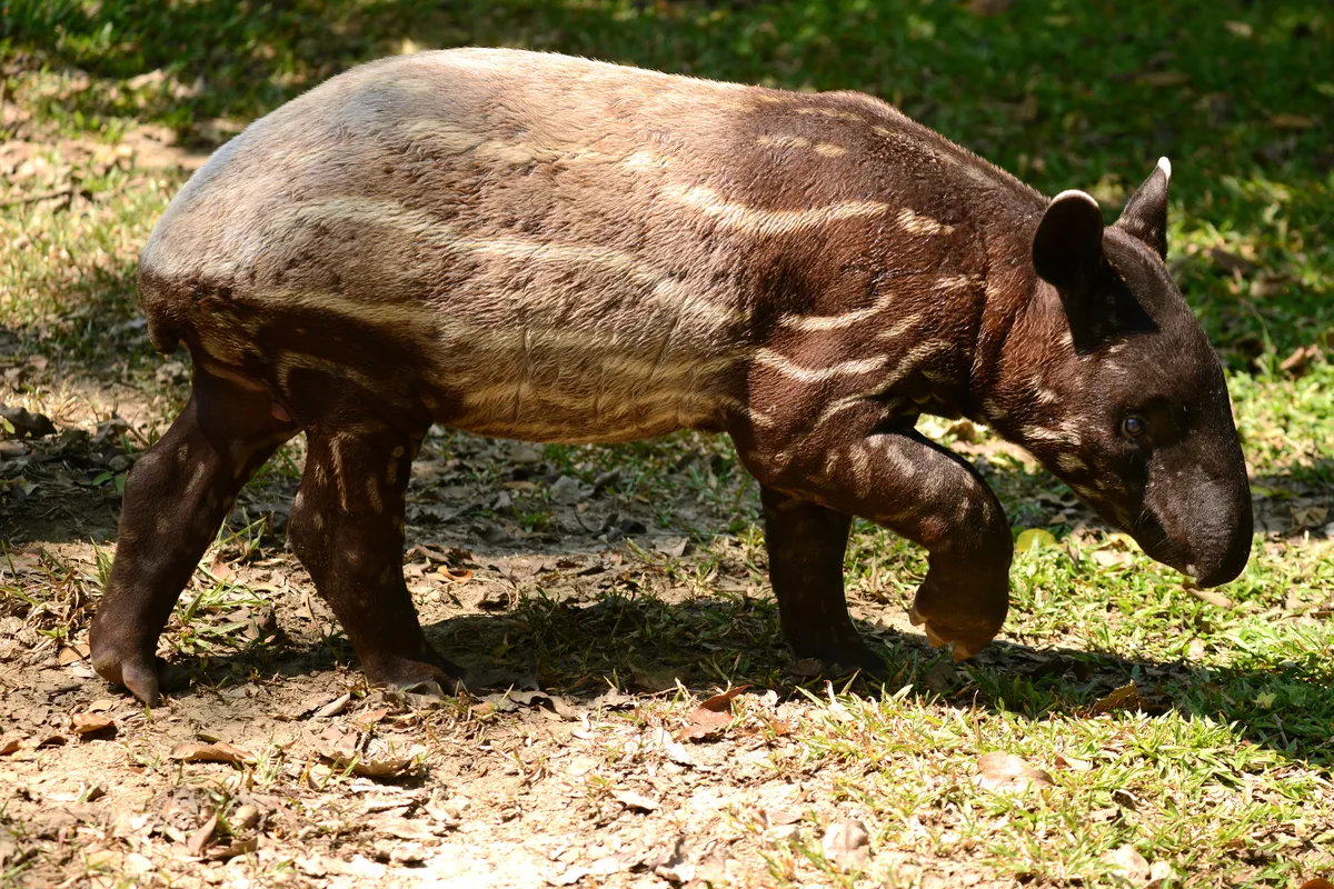 A young Malay tapir showing the fading stripes. © Dangdumrong/Getty