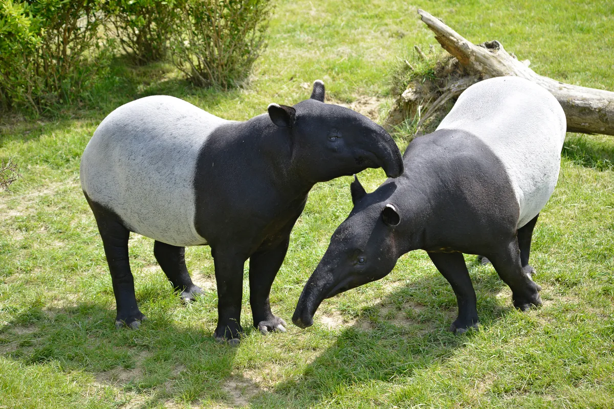 Two adult Malay tapirs (in captivity). © Musat/Getty