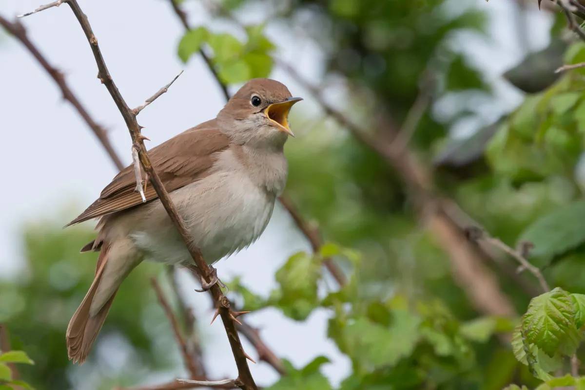 Nightingale (Luscinia megarhynchos) singing in a thorny thicket in April