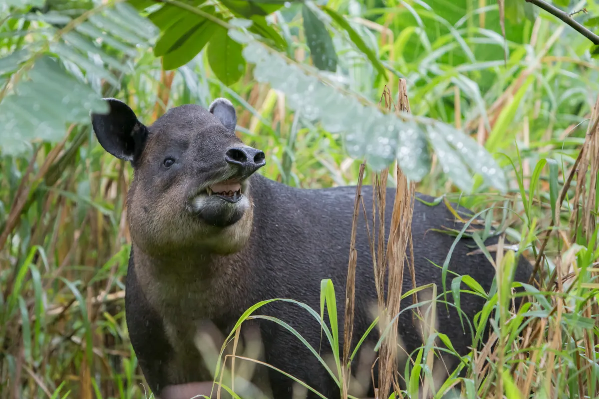 A Baird's tapir in Costa Rica. © Mark Kostich/Getty