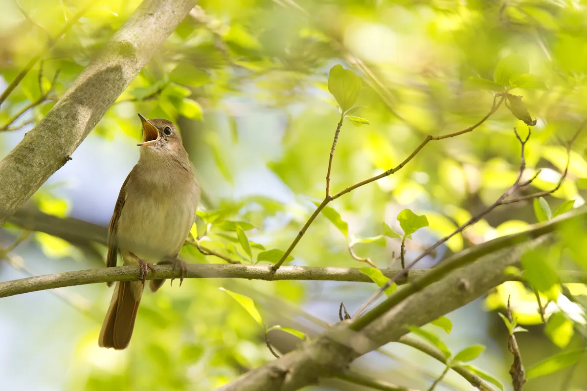 Common nightingale (Luscinia megarhynchos) singing in spring woodland