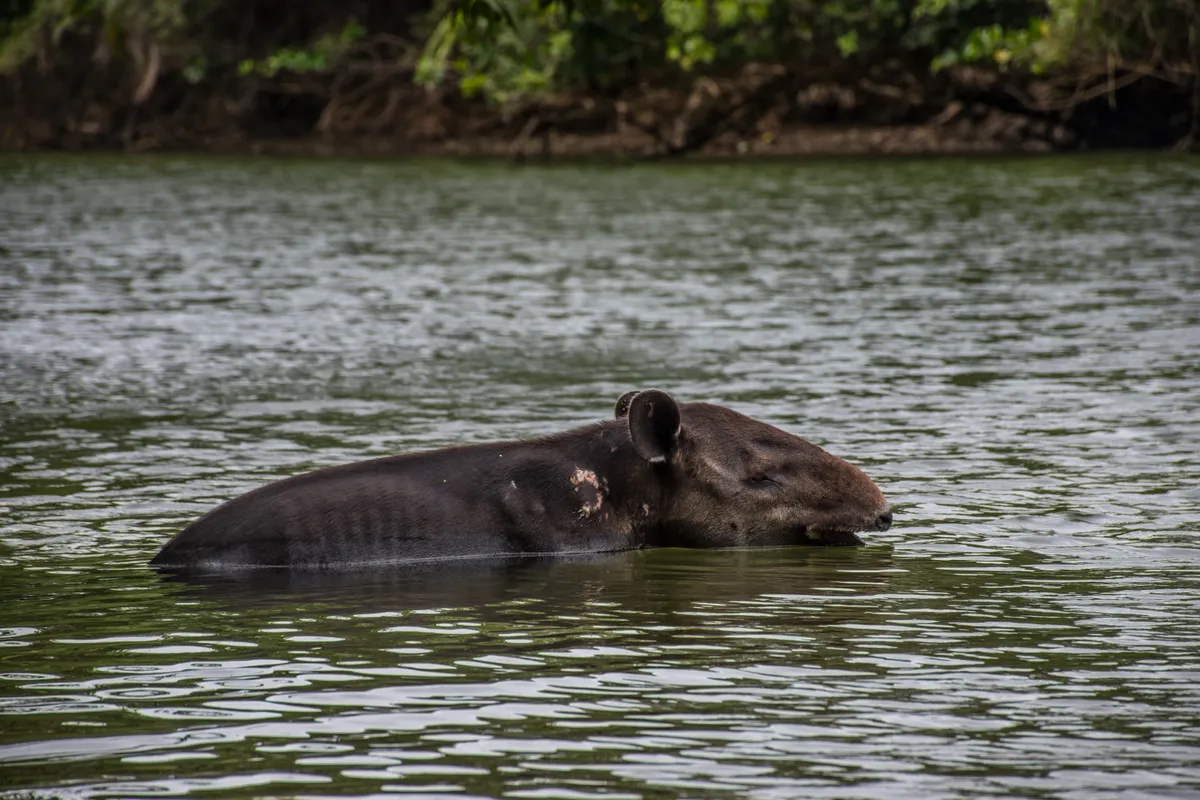 A Baird's tapir in Corcovado, Costa Rica. © David González Rebollo/Getty