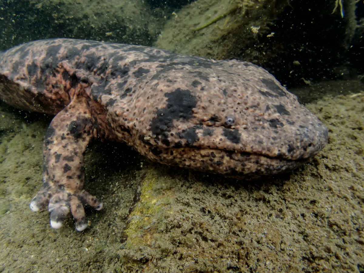 Japanese giant salamander © Martin Voeller / Getty