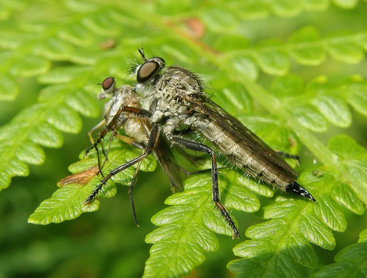 A female kite-tailed robberfly with prey in the New Forest. © Steven Falk