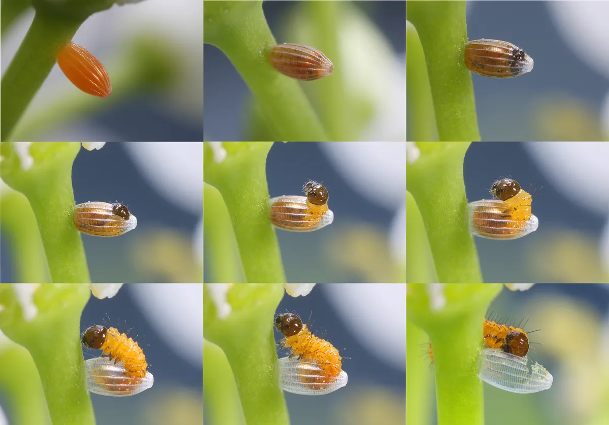 Orange-tip butterfly egg on garlic mustard sequence from new laid to hatch.