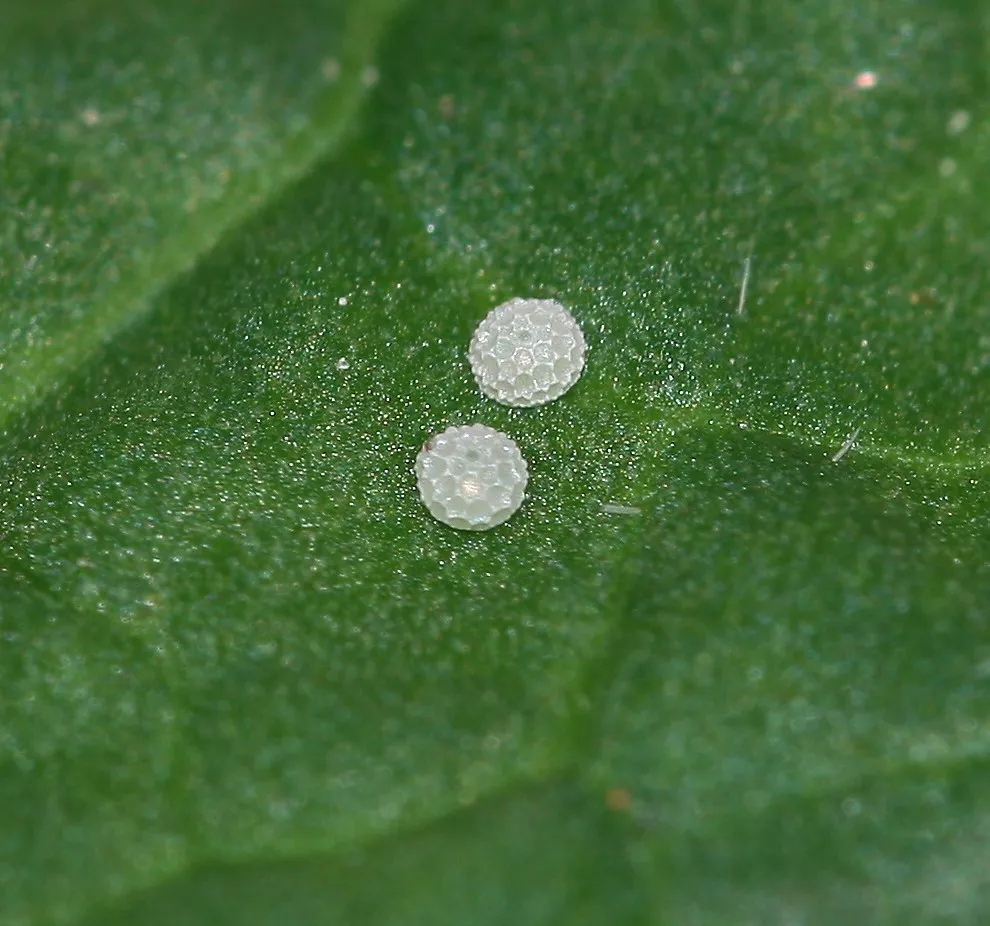 Small copper butterfly eggs. © Dean Morley/Butterfly Conservation