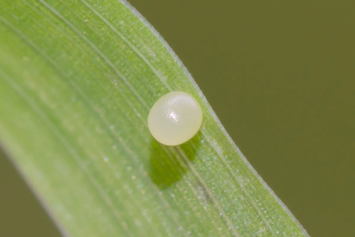 Speckled wood butterfly egg. © Peter Eeles/Butterfly Conservation