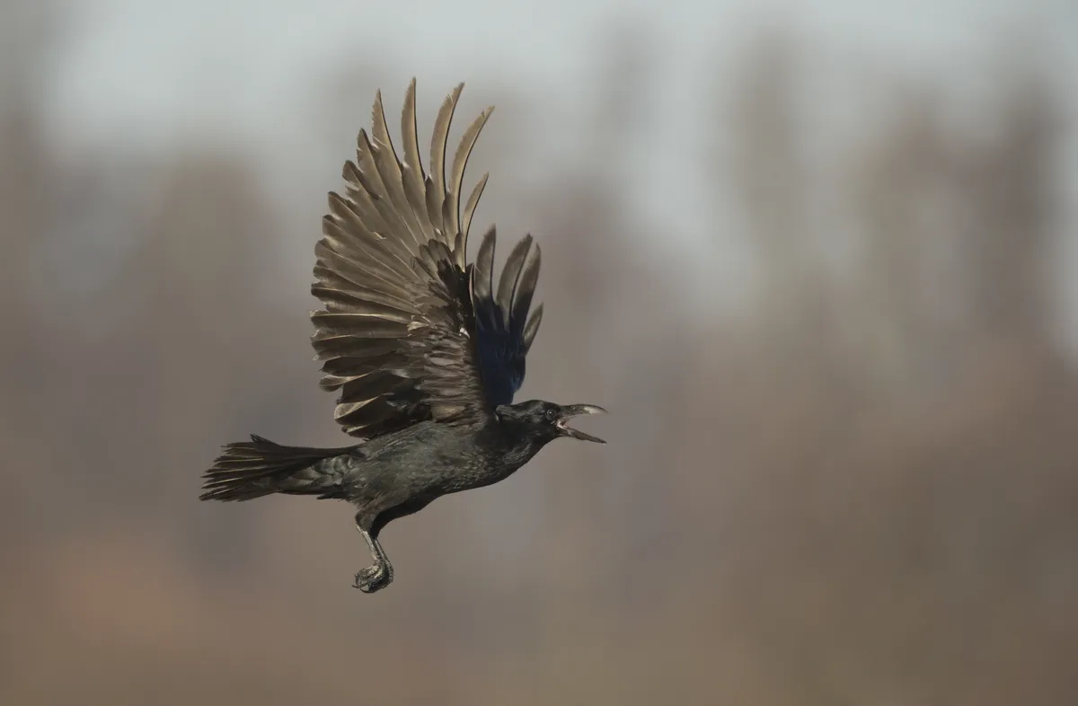 The 'kronking' sound of a raven is unique and can be used to identify their presence, even when they can't be seen. © Paul Hobson/Getty