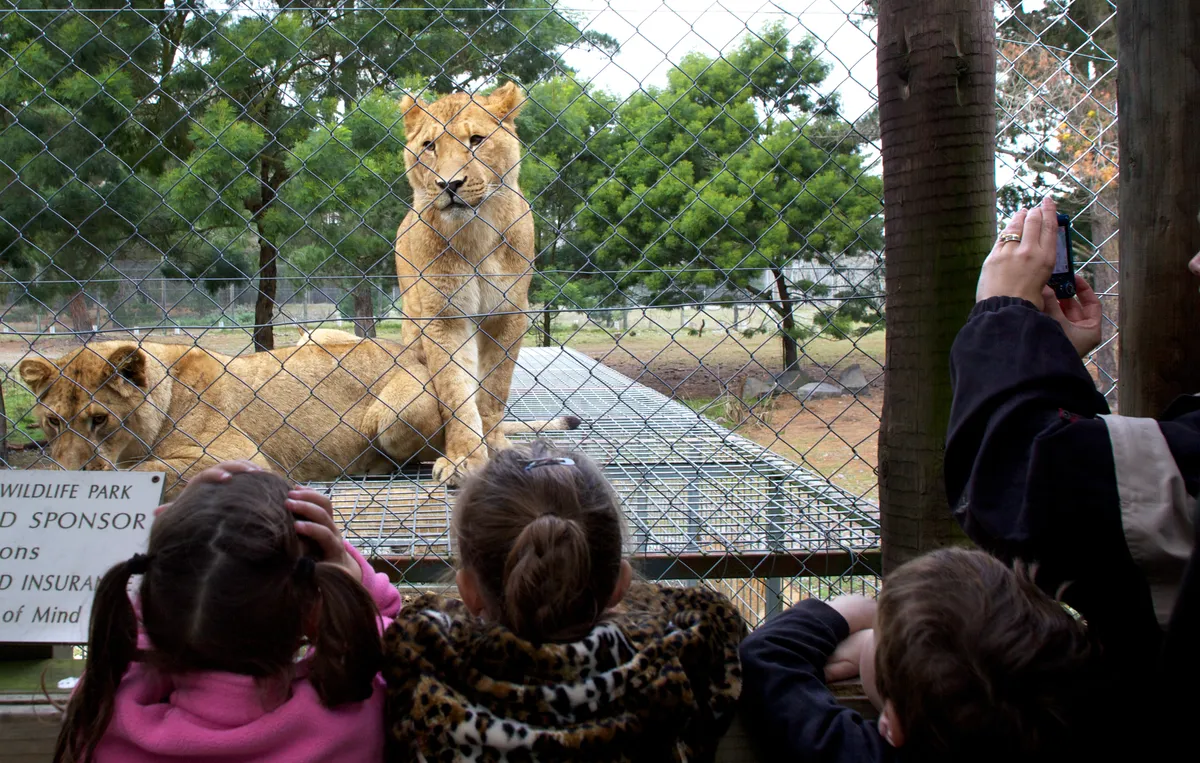 A lioness waits for feeding time watched by young children at Orana Wildlife Park, Christchurch.