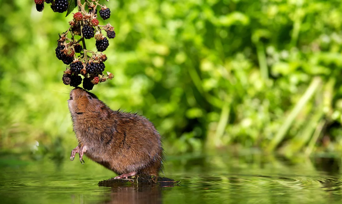 A European water vole feeding on blackberries. © Getty