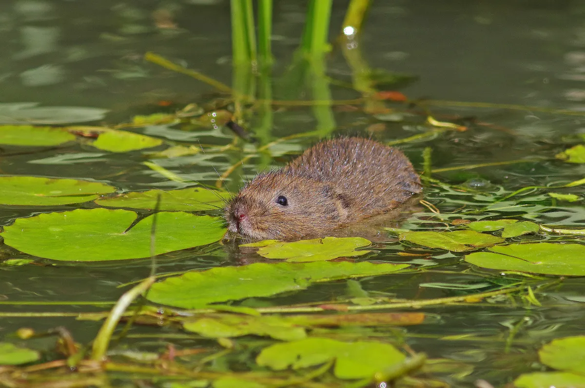 Water voles can be spotted swimming in rivers and waterways. © Getty