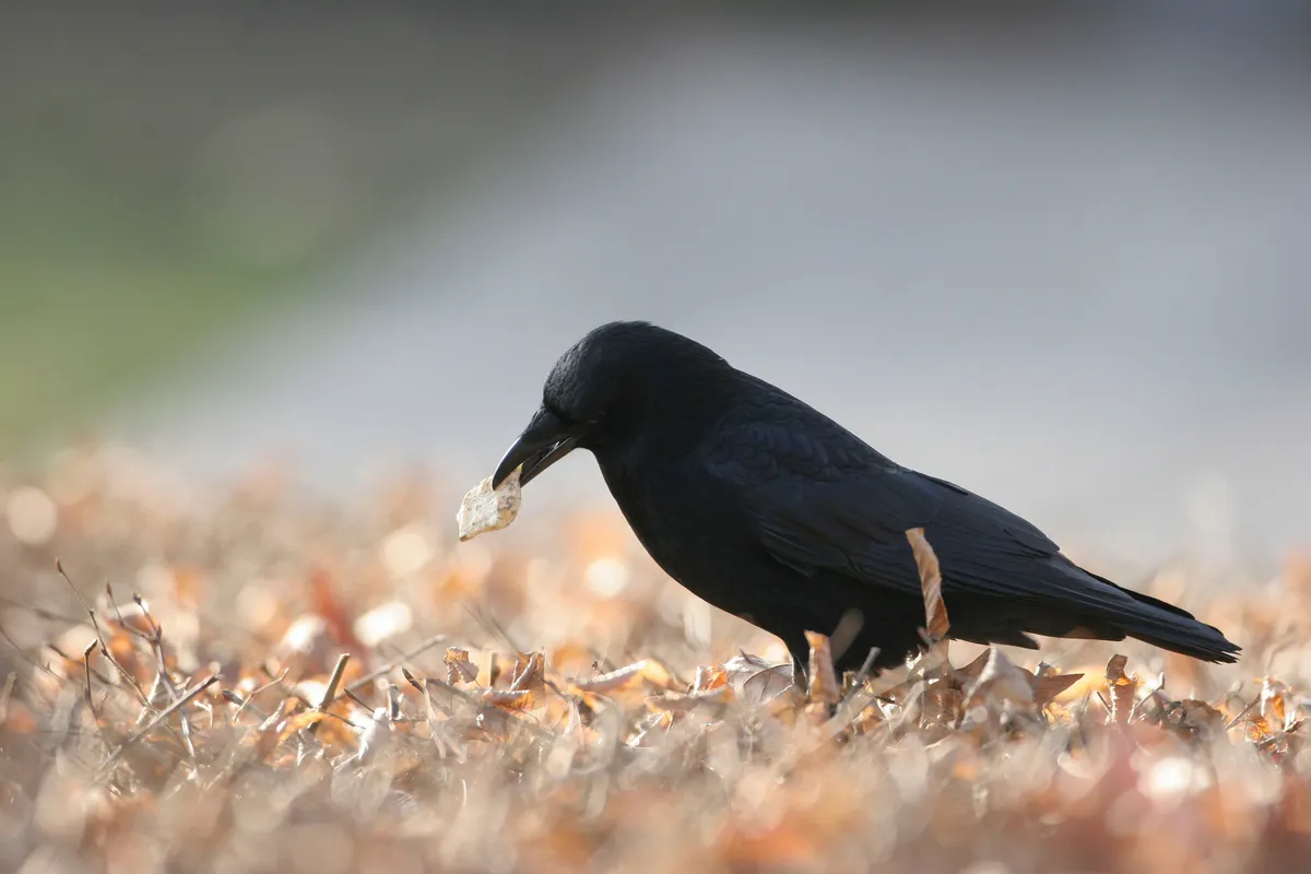 The carrion crow is a very adaptable species. © BSI/Getty